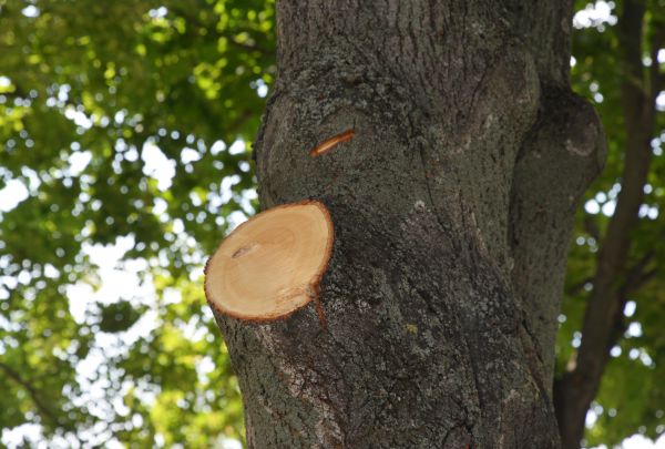 Limb Cutting in Brentwood