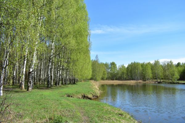 River Birch Pruning in Brentwood