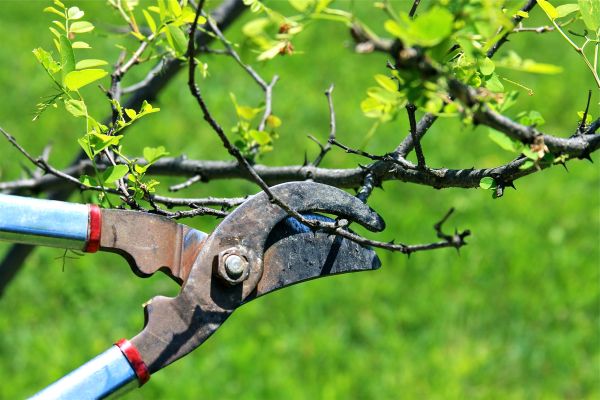 Branches Pruning in Brentwood