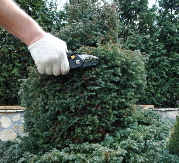 Ornamental Tree Trimming in Brentwood
