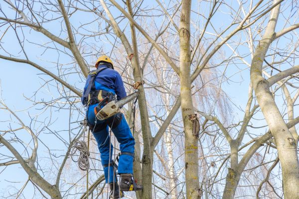 Large Tree Trimming in Brentwood