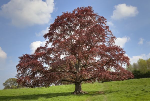 Beech Tree Pruning in Brentwood