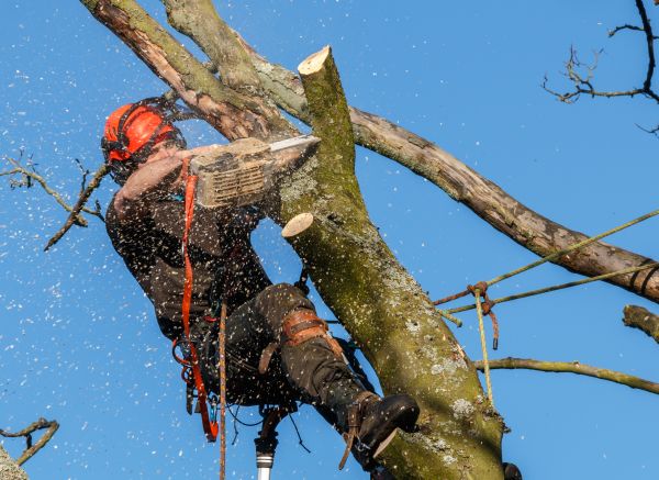 Tree Trimming Service in Brentwood