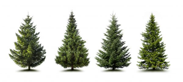 Cost of Pine Tree Trimming in Brentwood