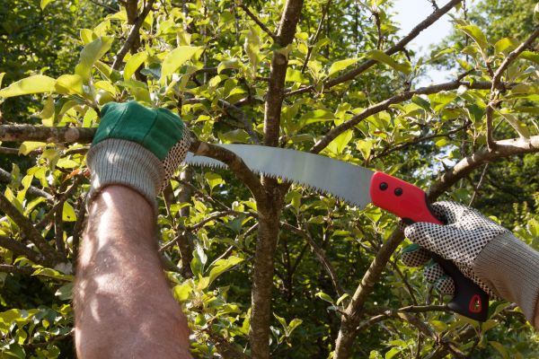 Apple Tree Trimming in Brentwood
